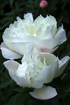 КАРАТ - сорт собственной селекции