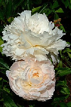 ЦАРЕВНА-<br>ЛЕБЕДЬ