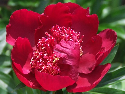 сеянец 085.24