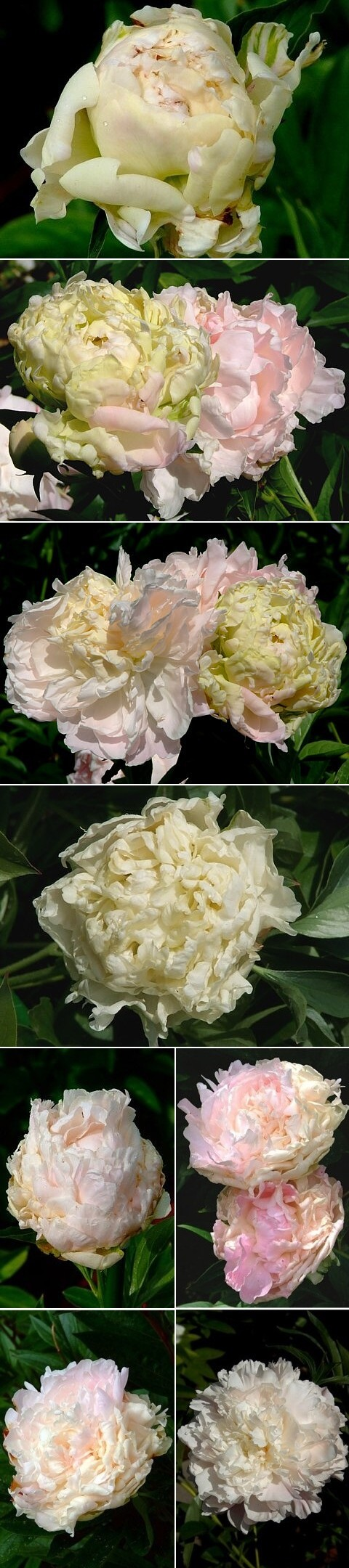 ОЧЕЙ  ОЧАРОВАНЬЕ - сорт собственной селекции