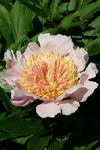 КАРНАВАЛ  В  ВЕНЕЦИИ - сорт собственной селекции