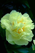 ЦУКАТ  ИЗ  СОЛНЦА - Гибрид.