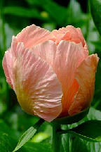 ГЮЛЬЧАТАЙ - Гибрид.