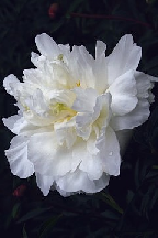 ЛАЗУРНАЯ  ПЕНА