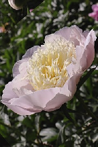 ПЛАМЯ  МАЯКА