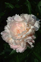 ПОЛНОЧНЫЙ  БЛЮЗ