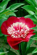 ЛЕД  И  ПЛАМЕНЬ