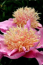 КОРАЛЛОВЫЙ  РИФ