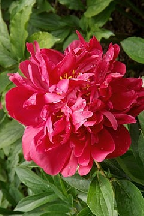 МАРС - сорт собственной селекции