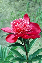 МАЛЕНЬКИЙ  ПРИНЦ