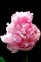 СИМФОНИЯ  ЦВЕТА