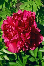 КРАСНЫЙ  МАЙ - сорт собственной селекции