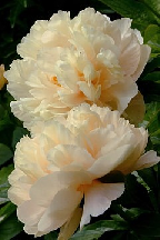 МАМИНЫ  РУКИ - гибрид собственной селекции