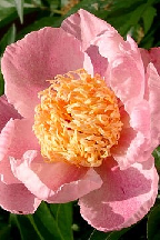 МАЛИНОВА  РОСА