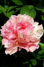 КРОВЬ С МОЛОКОМ - гибрид собственной селекции