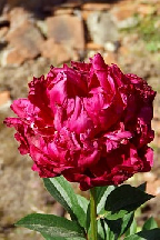 КУДЕЯР - сорт собственной селекции