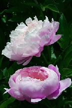 СОЛНЦА  ЛУЧ  ИЗ-ЗА  ТУЧ