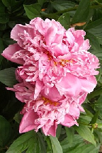 КУКАРАЧА  - сорт собственной селекции