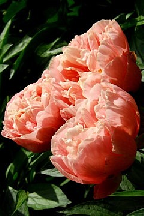 МОНИСТО - гибрид собственной селекции