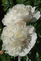 КУПАВА - сорт собственной селекции