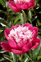 СТРЕЛЫ  КУПИДОНА