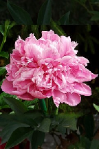 ТЕМ,  КОГО  ПОМНИМ