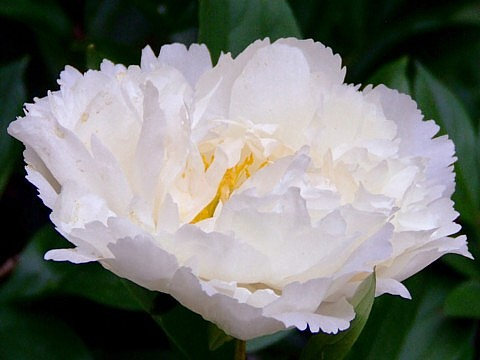 сеянец 123.24