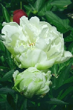 МОХИТО - Гибрид.