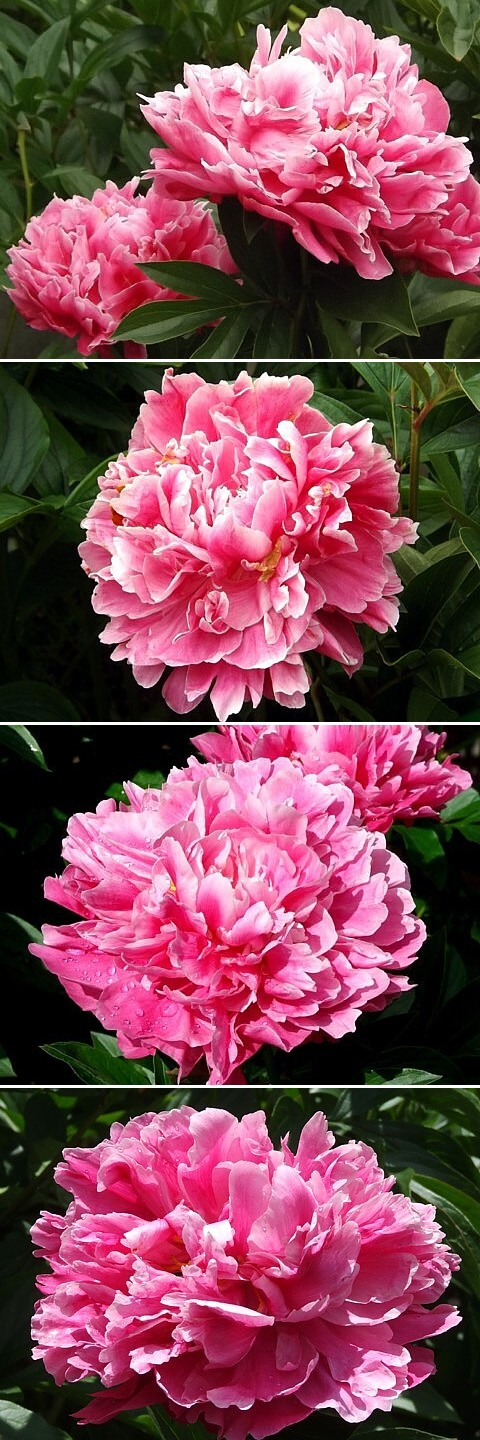 МУДРЕЦ - сорт собственной селекции