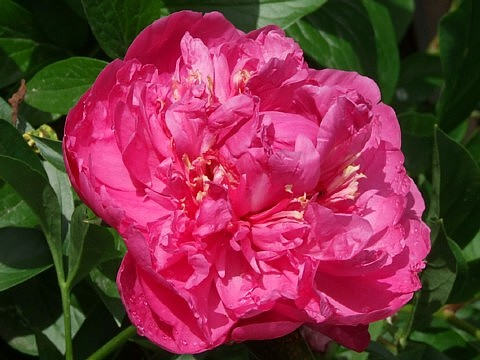 сеянец 124.24
