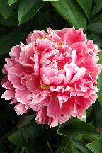 МУДРЕЦ - сорт собственной селекции