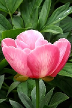 ТОПОЛЕК В КРАСНОЙ КОСЫНКЕ - Гибрид.