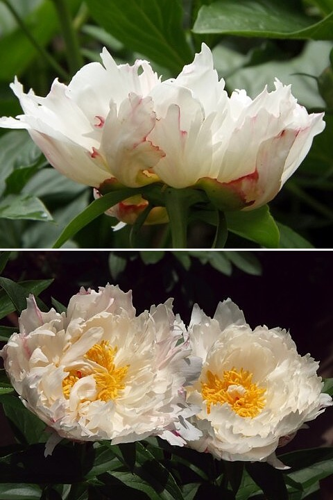 сеянец 125.24