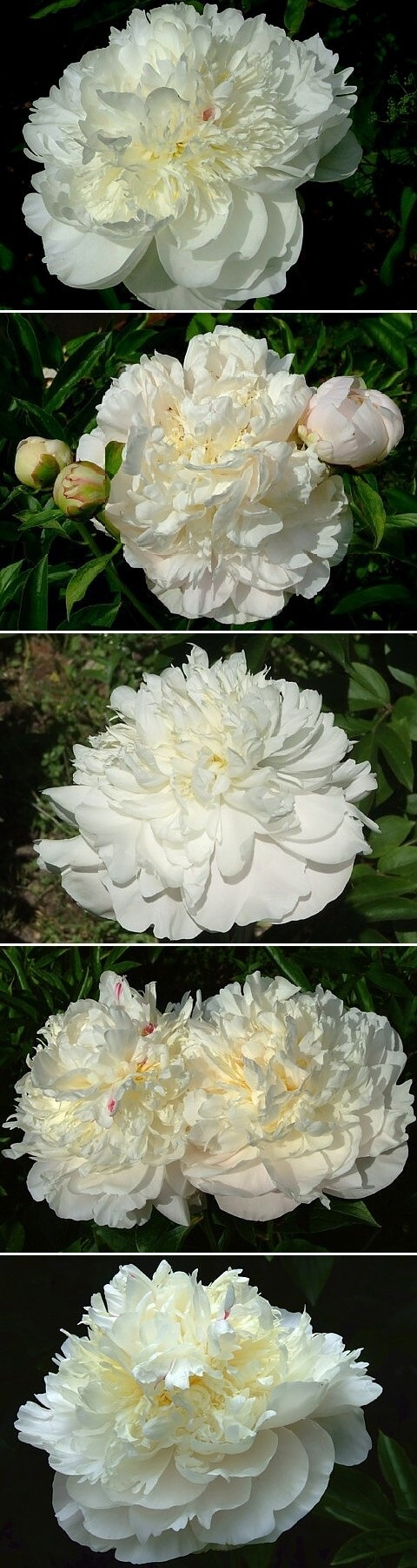 НАЯДА - сорт собственной селекции