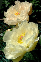 ЛЕДЕНЕЦ - гибрид собственной селекции