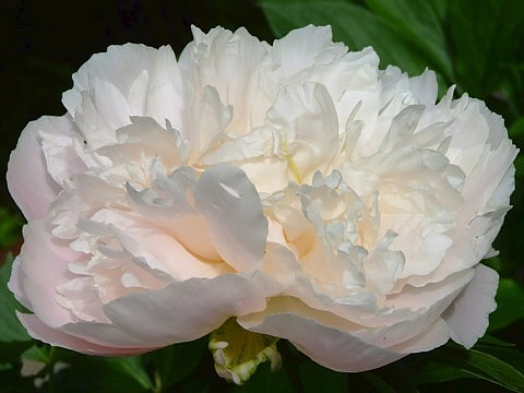 сеянец 127.24