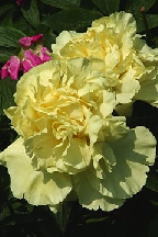 НЕМНОГО  МЕДА<br> И  СОЛНЦА - гибрид собственной селекции