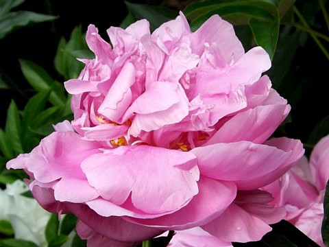 сеянец 135.24