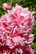 ЛЕЛЬ - сорт собственной селекции