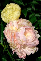 НЕЧАЯННАЯ  РАДОСТЬ - сорт собственной селекции