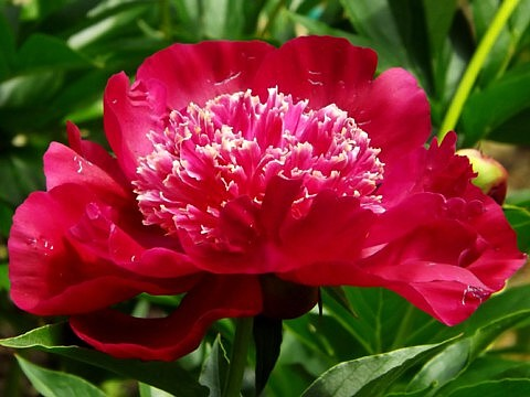 сеянец 138.24