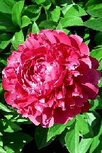 УДАЛОЙ  МОЛОДЕЦ