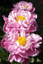 НИМФЕЯ - сорт собственной селекции