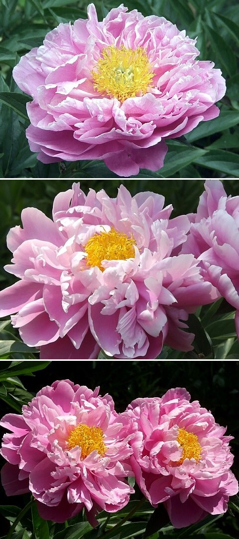 НИМФЕЯ - сорт собственной селекции