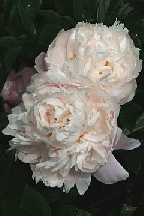 ОБЛАКО  С  КОРИЦЕЙ - сорт собственной селекции