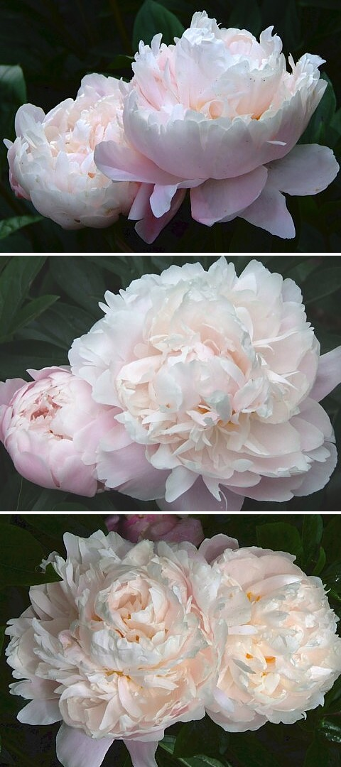 ОБЛАКО  С  КОРИЦЕЙ - сорт собственной селекции