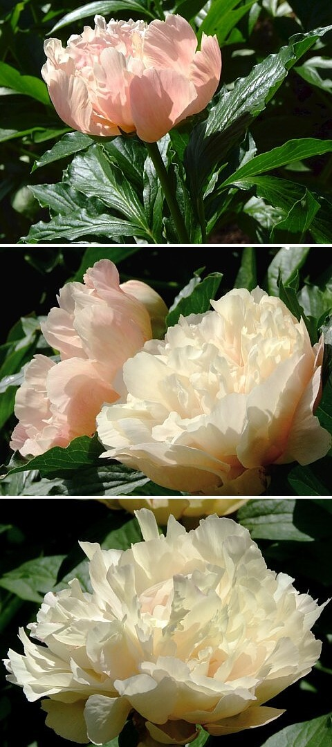 ОГОНЬ, МЕРЦАЮЩИЙ  В  СОСУДЕ - гибрид собственной селекции