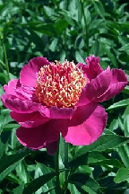 ОКИНИ-САН - сорт собственной селекции