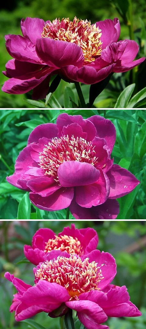 ОКИНИ-САН - сорт собственной селекции