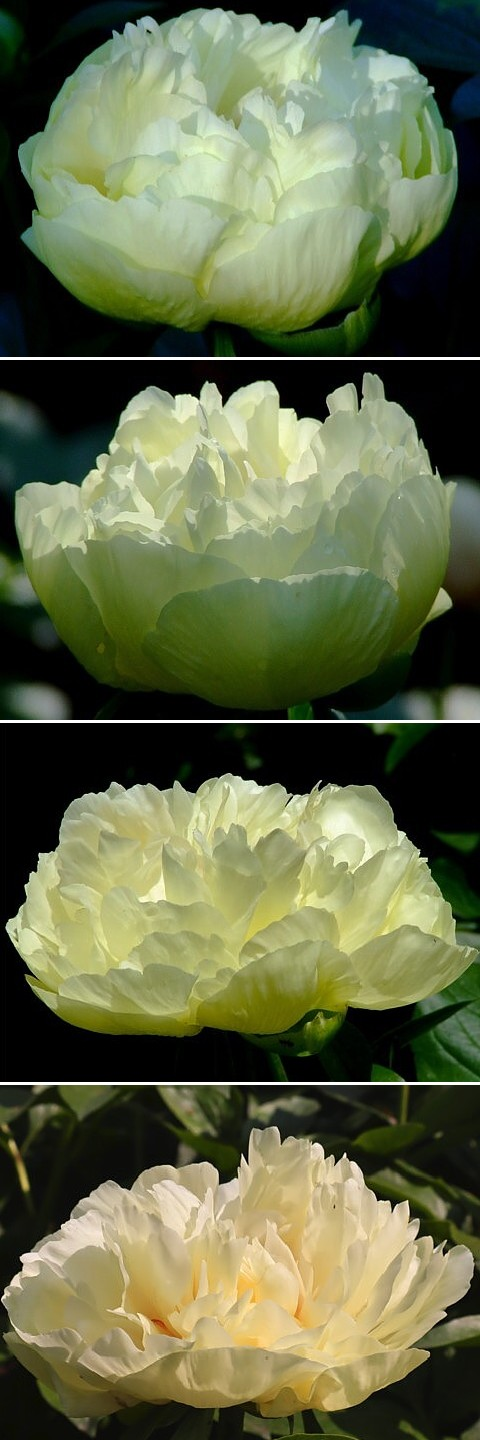 ПАН  МАРЦИПАН - гибрид собственной селекции